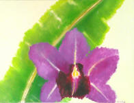 Orchid Flower and Banana Leaf - 2006-2010